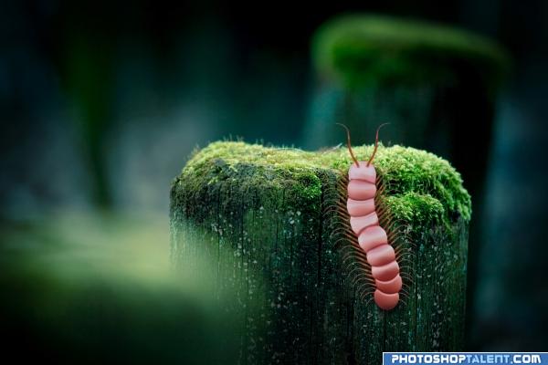 Centipede